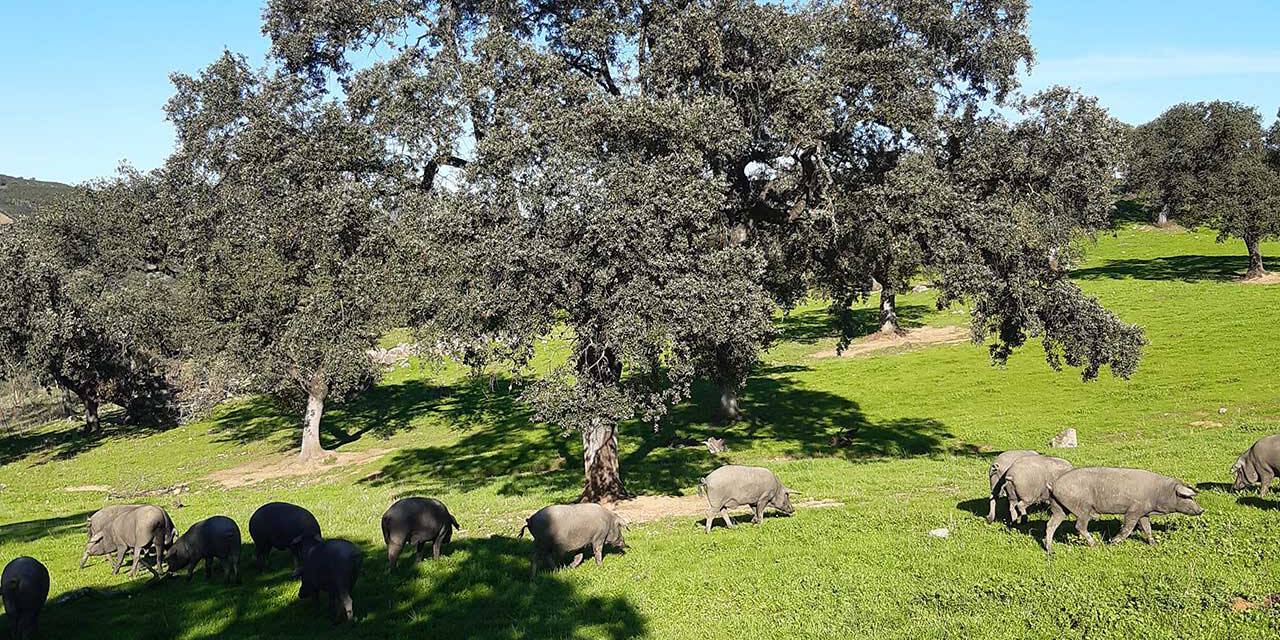 Tienda de productos de bellota 100% ibéricos de Huelva