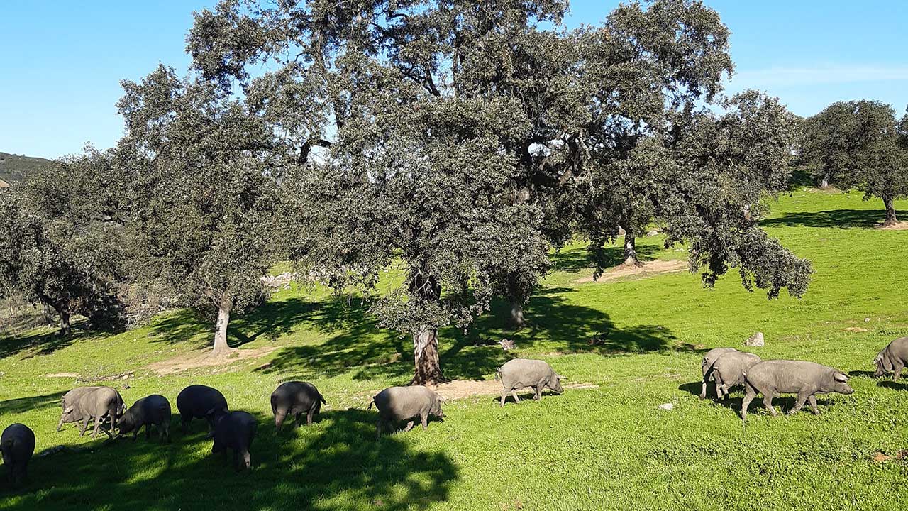 Tienda de productos de bellota 100% ibéricos de Huelva