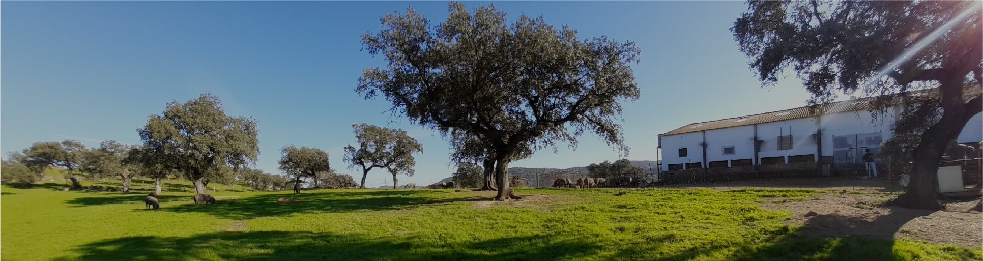 Campo de olivos