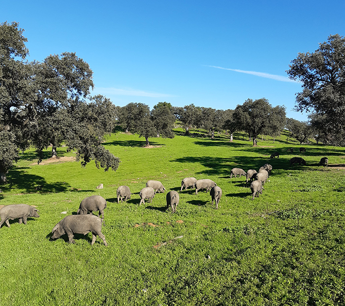 Piara de cerdos comiendo en los campos de la dehesa de huelva