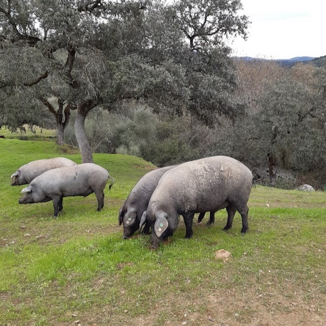 ibéricos en la dehesa