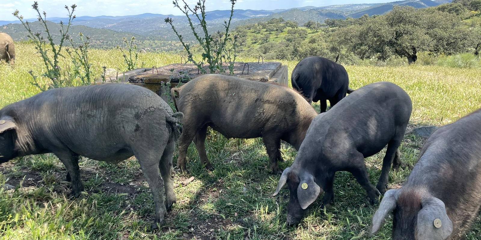 IMG-20220507-WA0056 Cría de cerdos