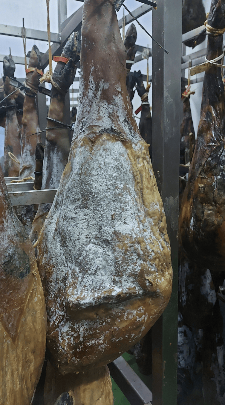 secado de jamón ibérico