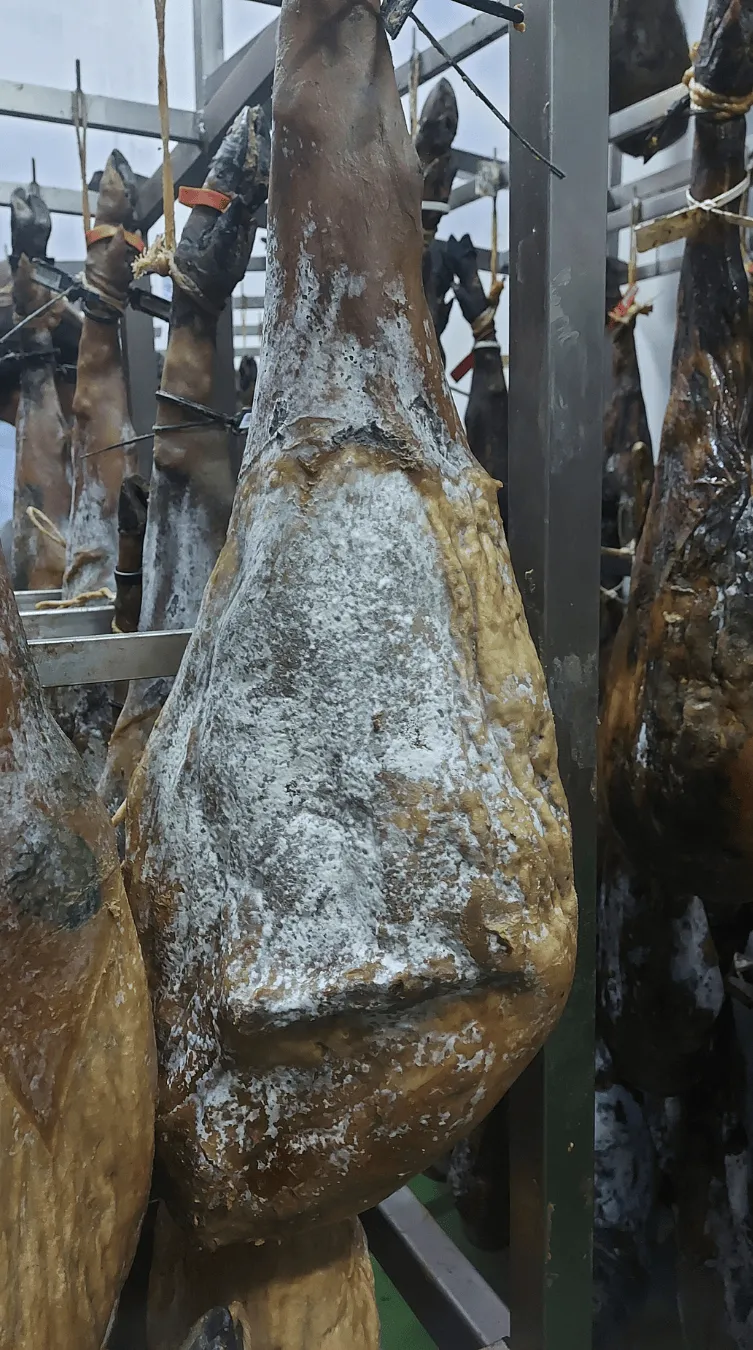 secado de jamón ibérico